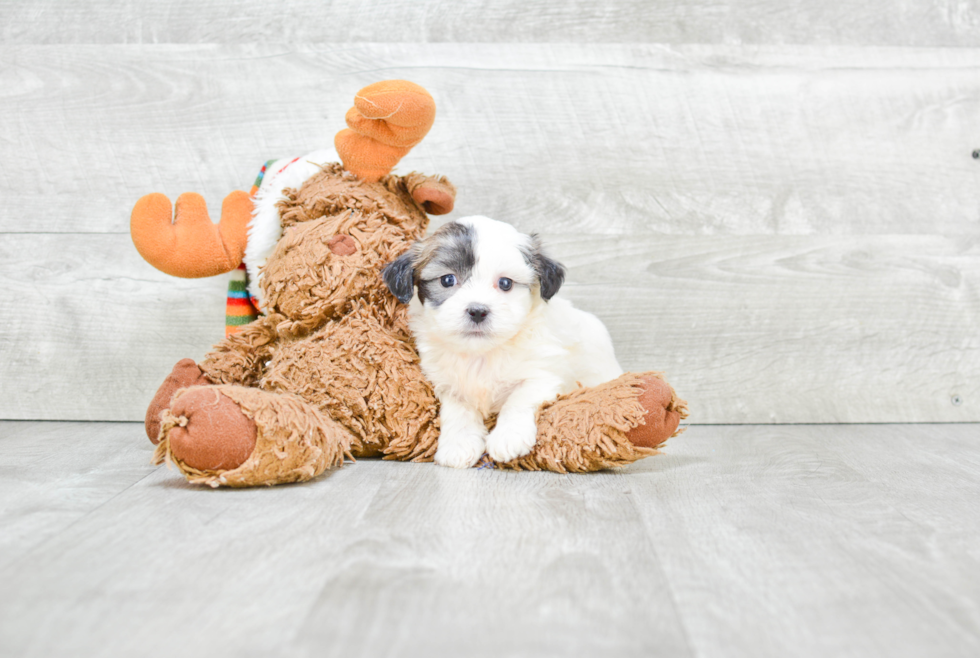 Popular Teddy Bear Designer Pup