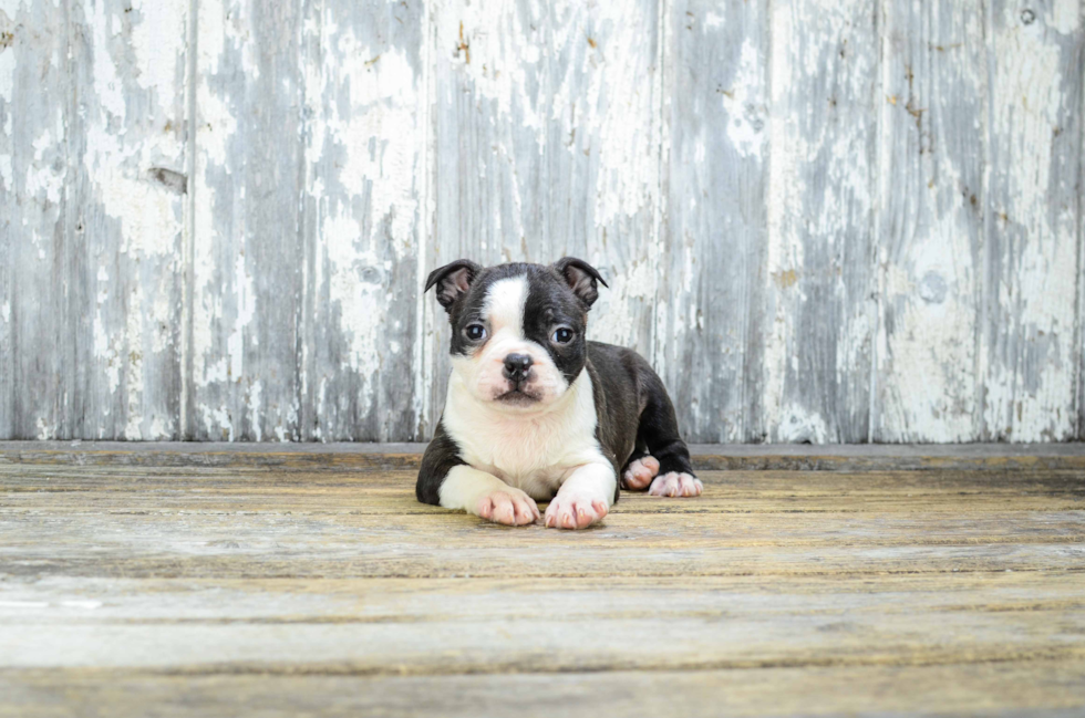 Boston Terrier Pup Being Cute