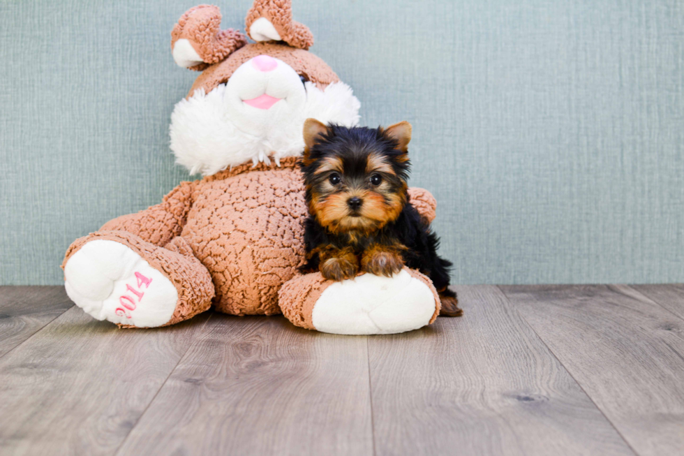 Meet Tinkerbell - our Yorkshire Terrier Puppy Photo 