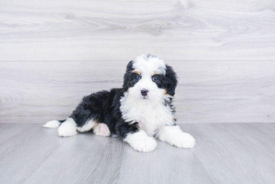 Best Mini Bernedoodle Baby