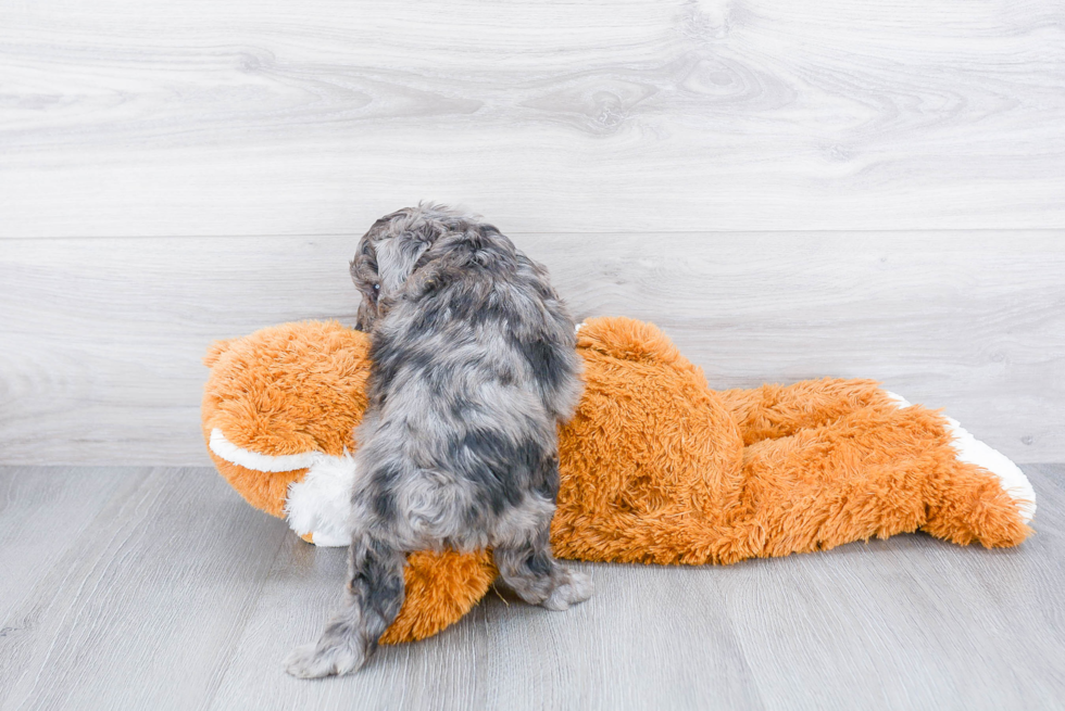 Happy Mini Aussiedoodle Baby