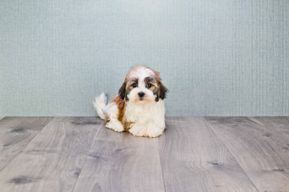 Havanese Pup Being Cute