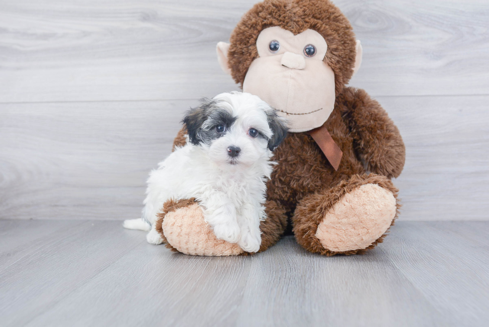 Smart Havanese Purebred Puppy