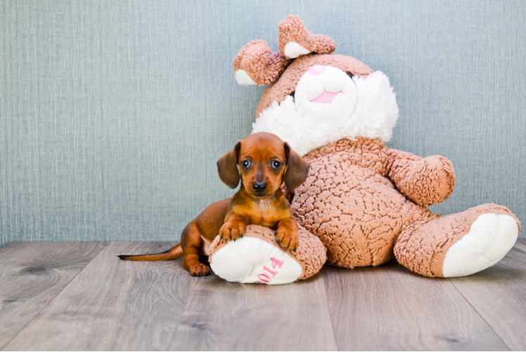 Dachshund Puppy for Adoption