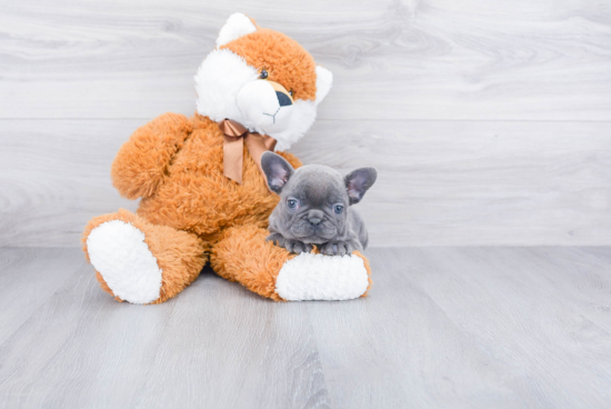 Best French Bulldog Baby