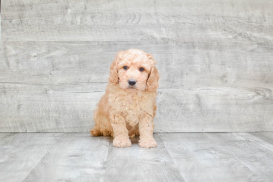 Best Mini Goldendoodle Baby