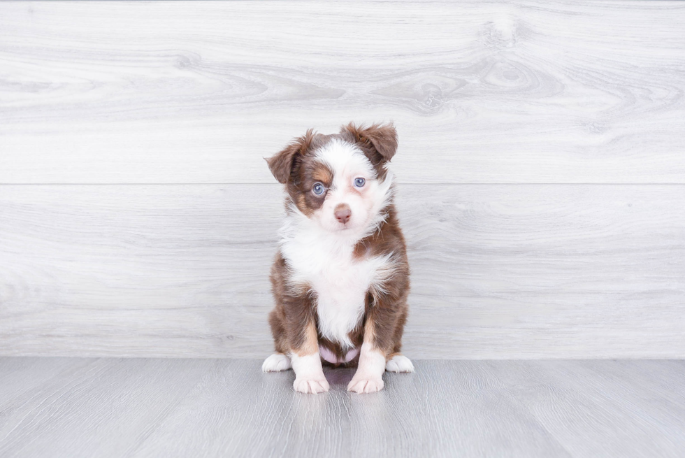 Fluffy Mini Aussiedoodle Poodle Mix Pup