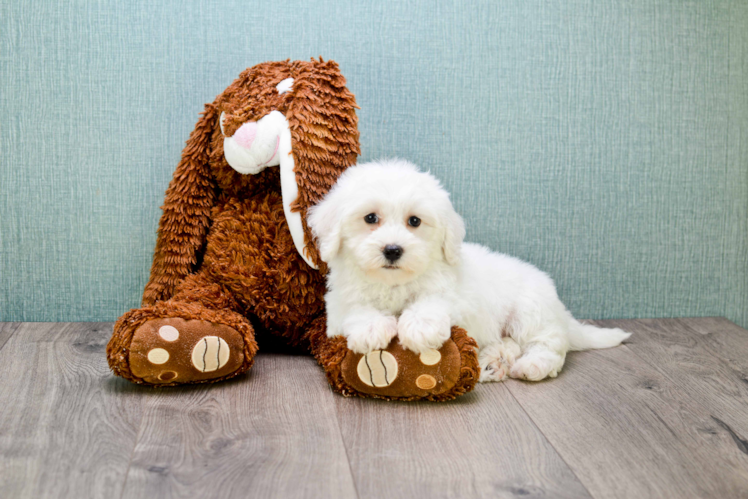 Maltipoo Pup Being Cute