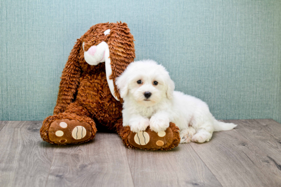 Maltipoo Pup Being Cute