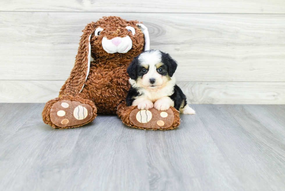 Mini Aussiedoodle Puppy for Adoption