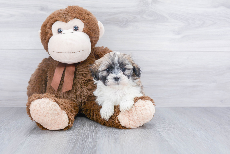 Teddy Bear Pup Being Cute