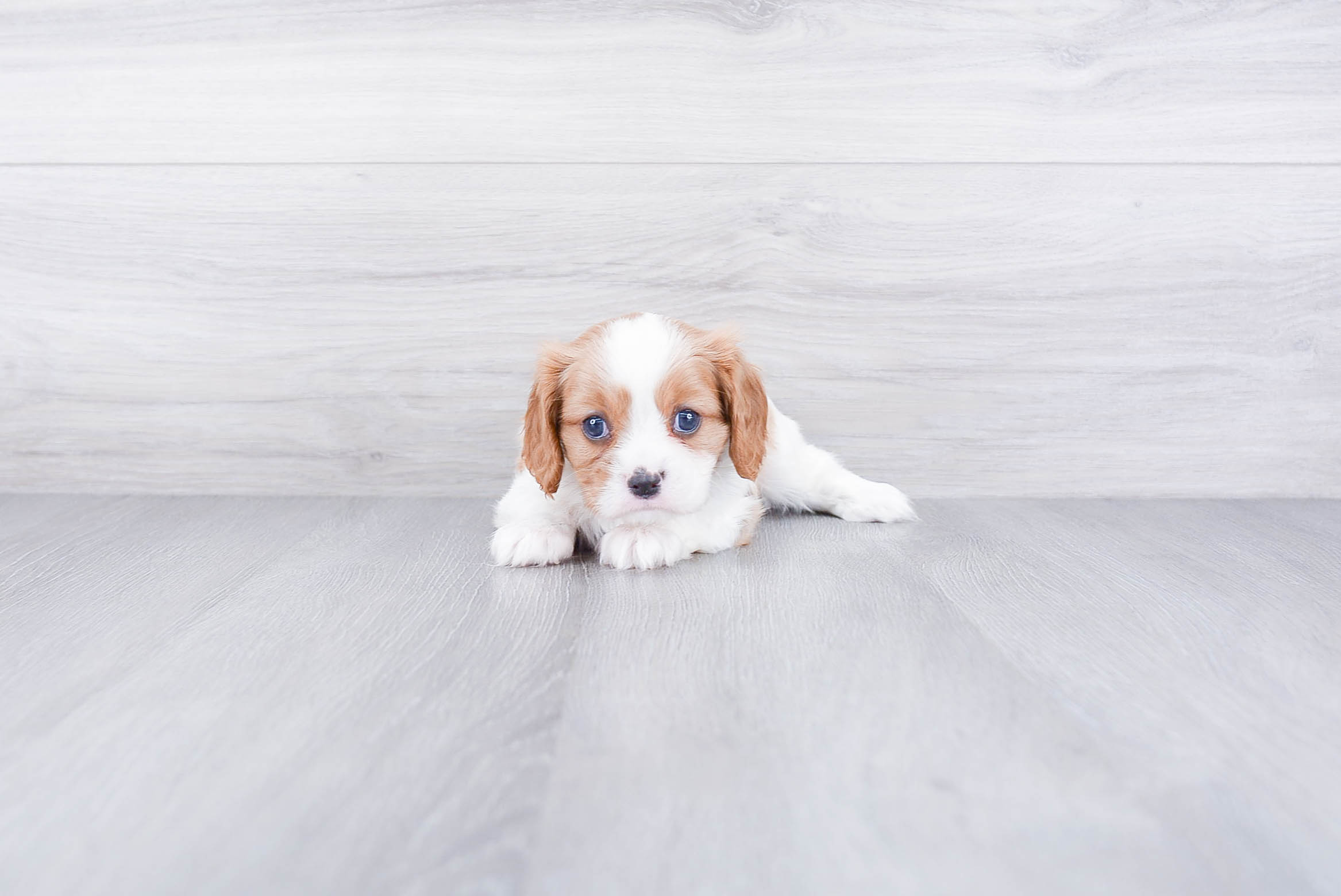 Popular Cavalier King Charles Spaniel Purebred Pup
