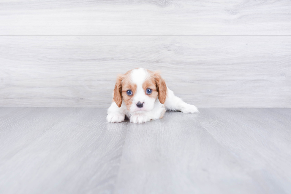 Popular Cavalier King Charles Spaniel Purebred Pup