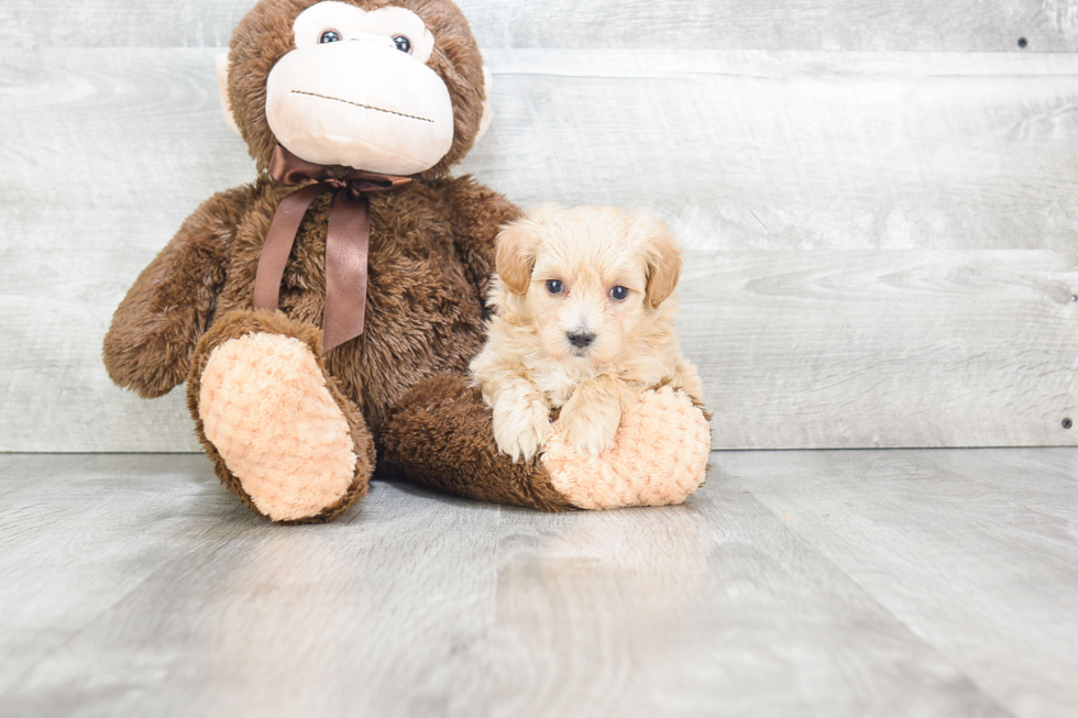 Maltipoo Puppy for Adoption