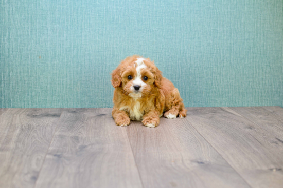 Energetic Cavoodle Poodle Mix Puppy