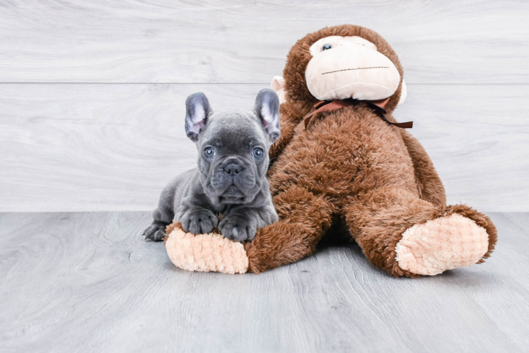 Sweet Frenchie Purebred Puppy