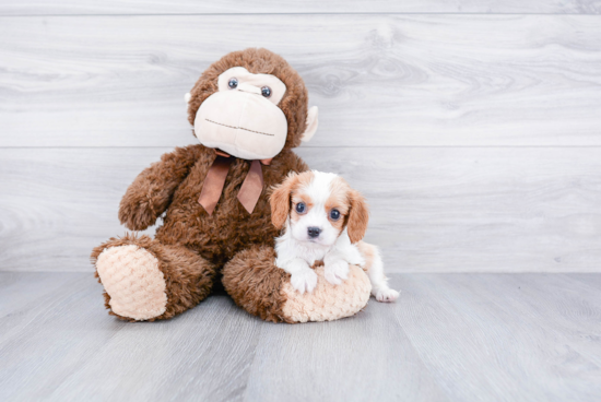 Cavalier King Charles Spaniel Pup Being Cute