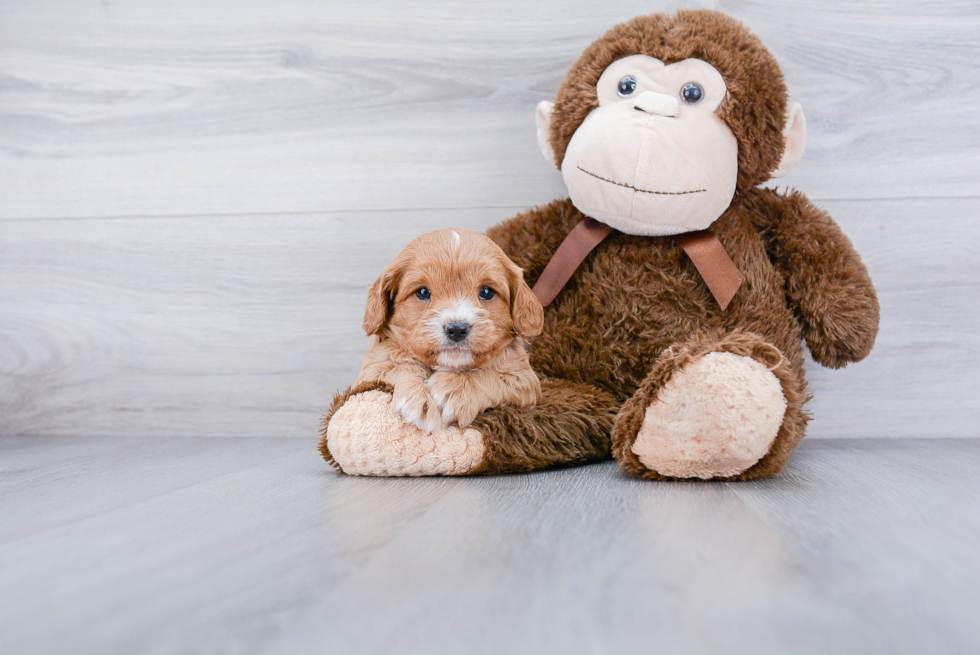 Cavapoo Pup Being Cute