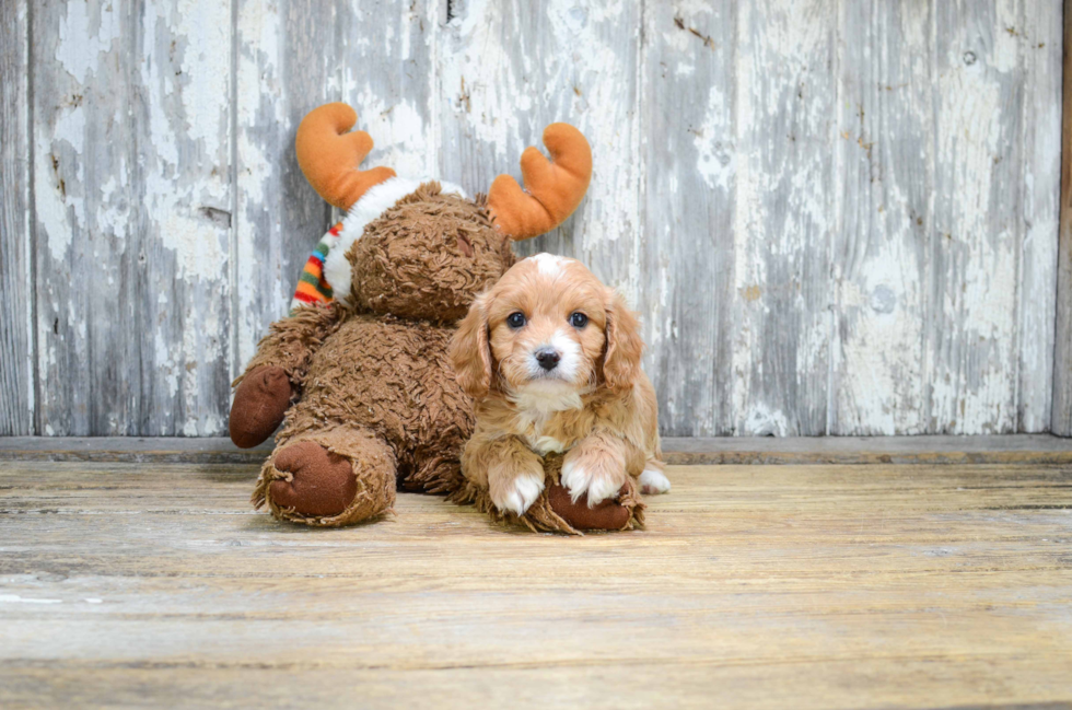 Best Cavapoo Baby