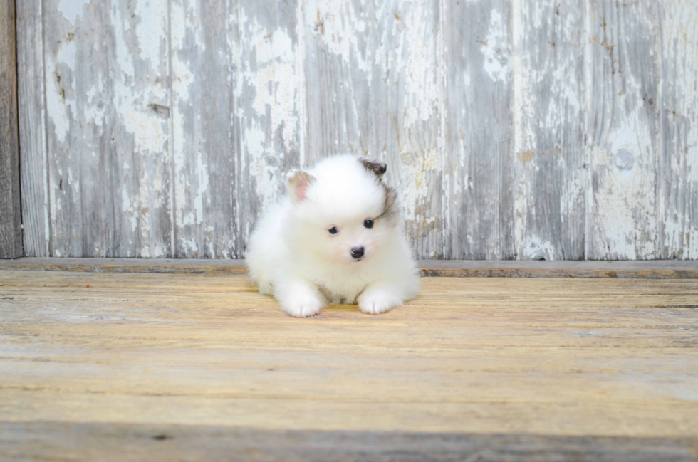 Little Pomeranian Purebred Pup