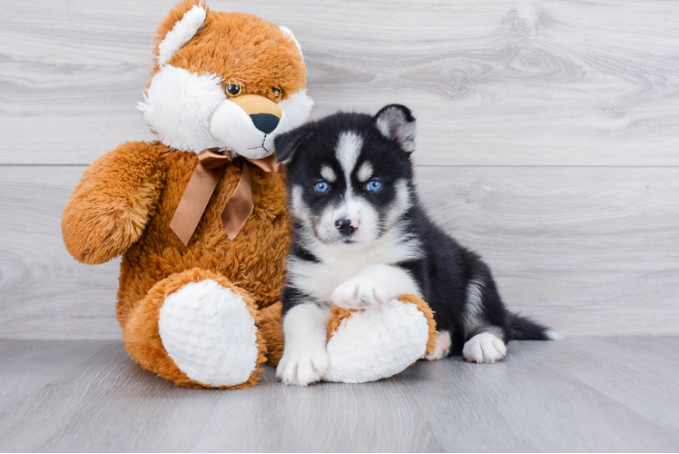 Smart Pomsky Designer Pup