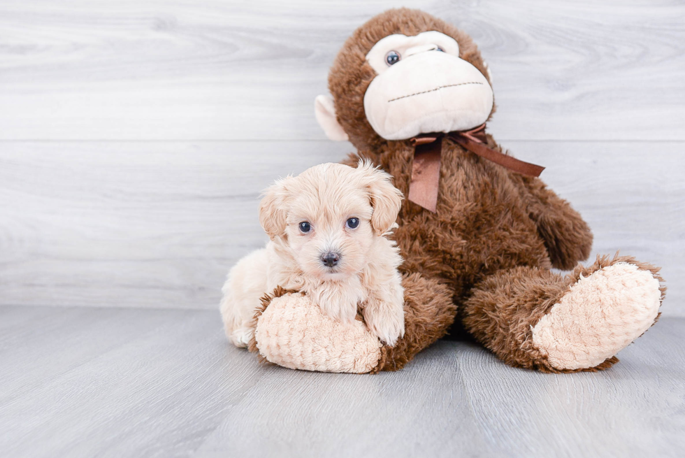 Best Maltipoo Baby