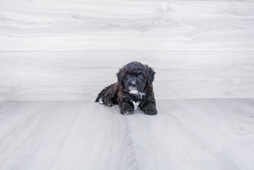 Smart Mini Bernedoodle Poodle Mix Pup