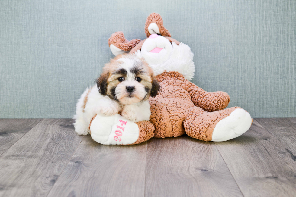 Friendly Teddy Bear Baby