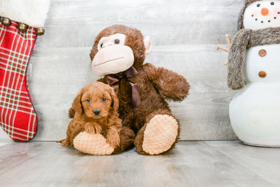 Mini Goldendoodle Pup Being Cute