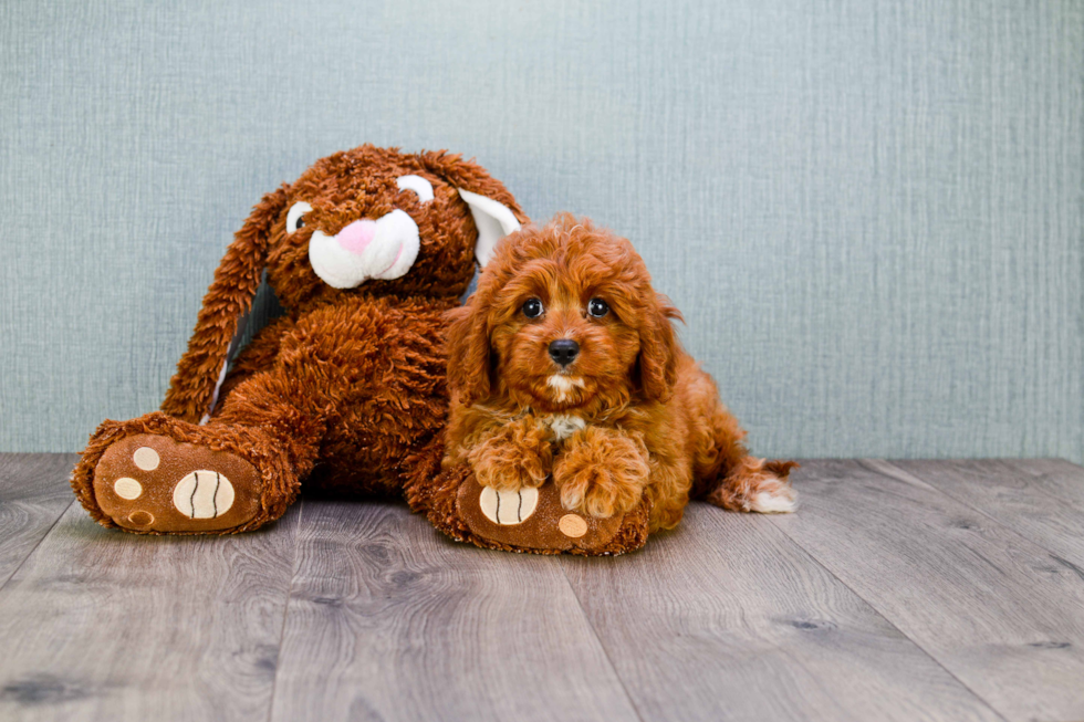 Sweet Cavapoo Baby