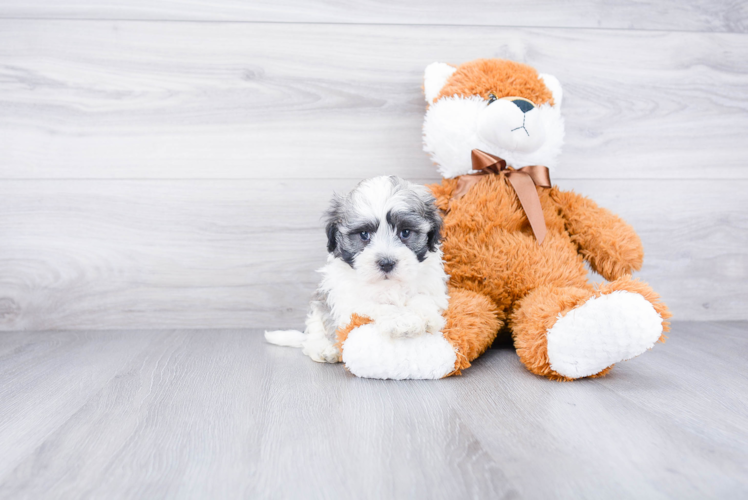 Funny Havanese Purebred Pup