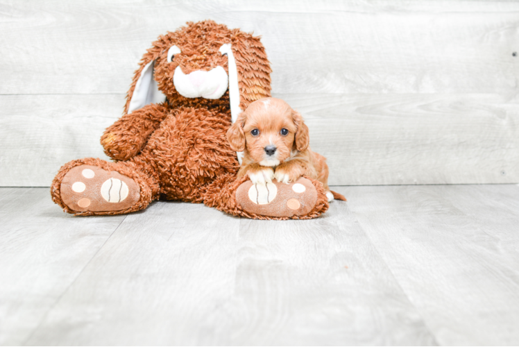 Friendly Cavapoo Baby