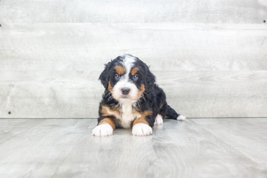 Mini Bernedoodle Puppy for Adoption