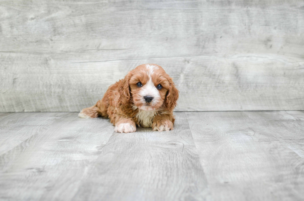 Small Cavapoo Baby