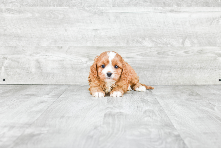 Fluffy Cavapoo Poodle Mix Pup