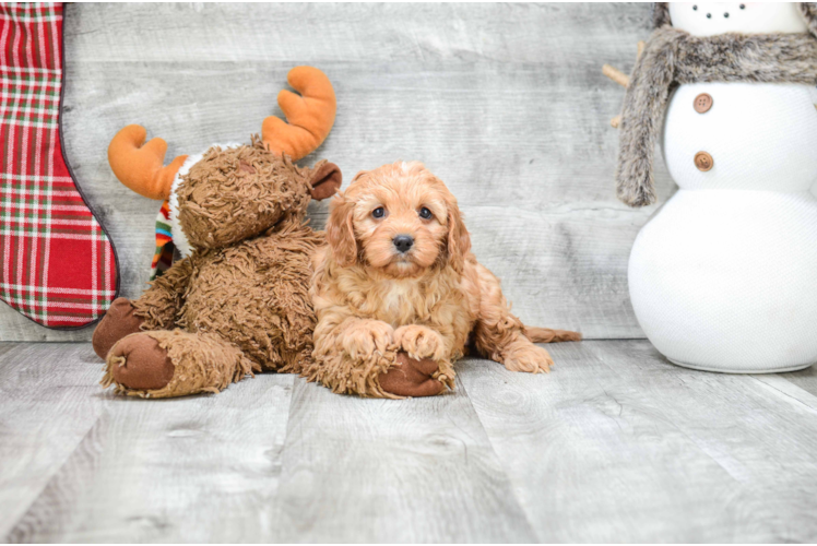 Sweet Cavapoo Baby