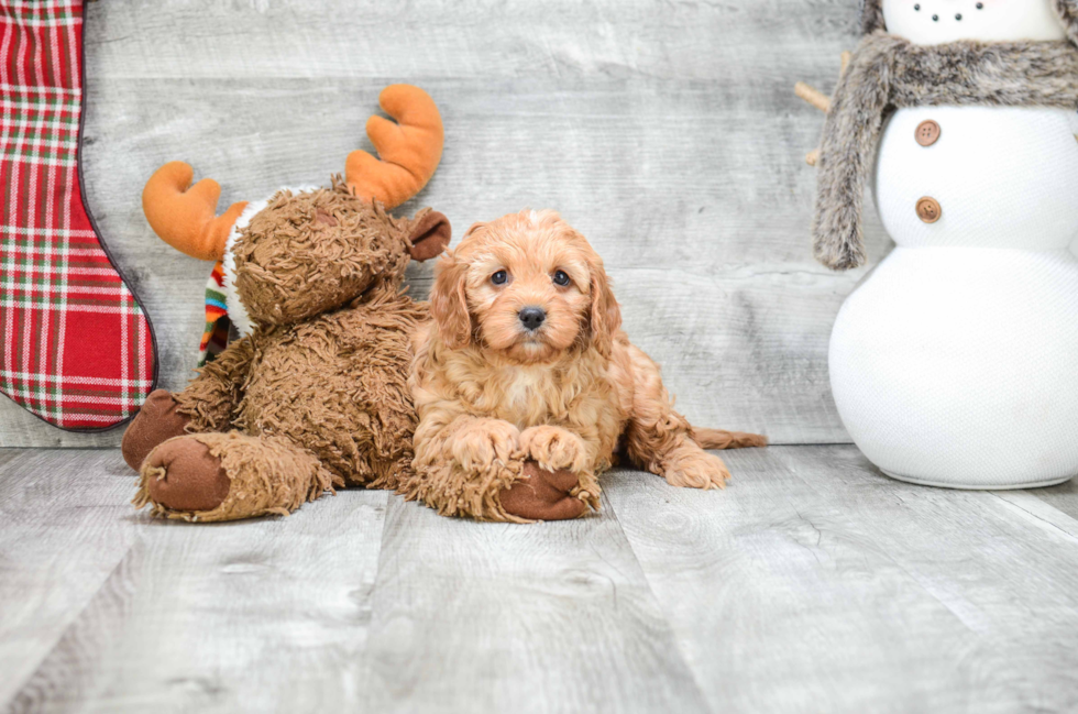 Sweet Cavapoo Baby