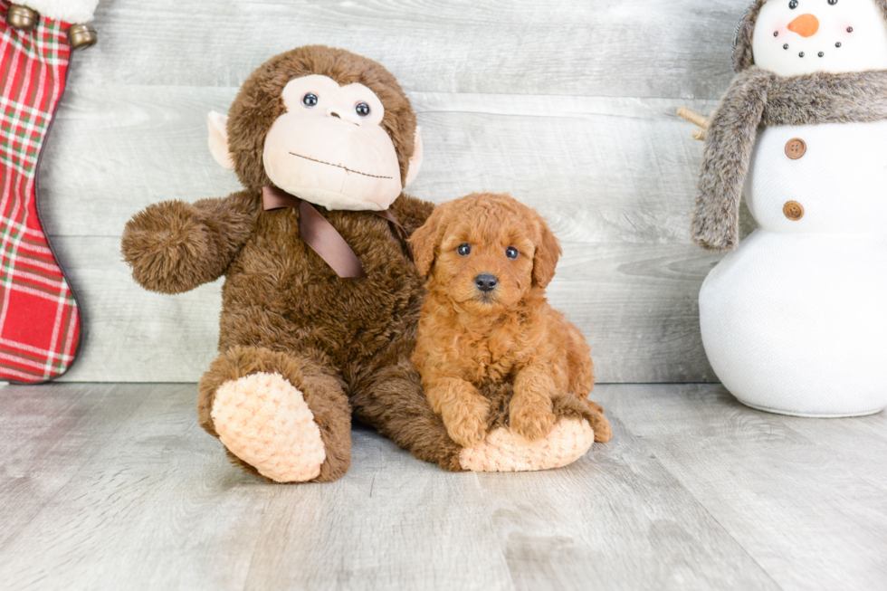 Little Golden Retriever Poodle Mix Puppy