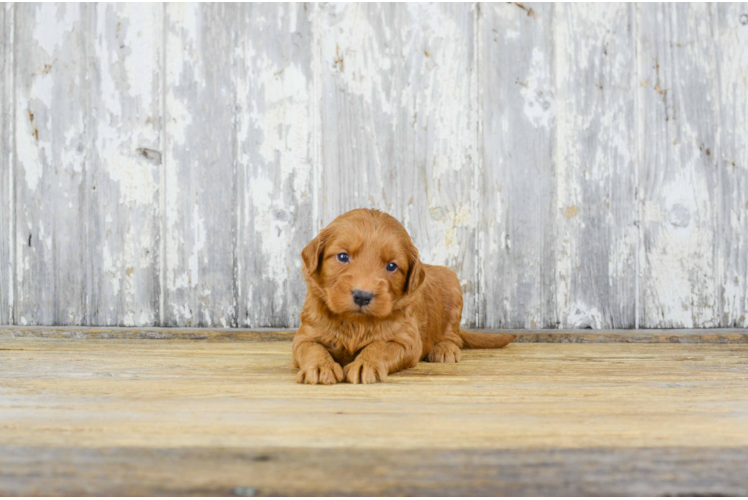 Smart Mini Goldendoodle Poodle Mix Pup