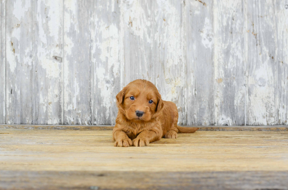 Smart Mini Goldendoodle Poodle Mix Pup