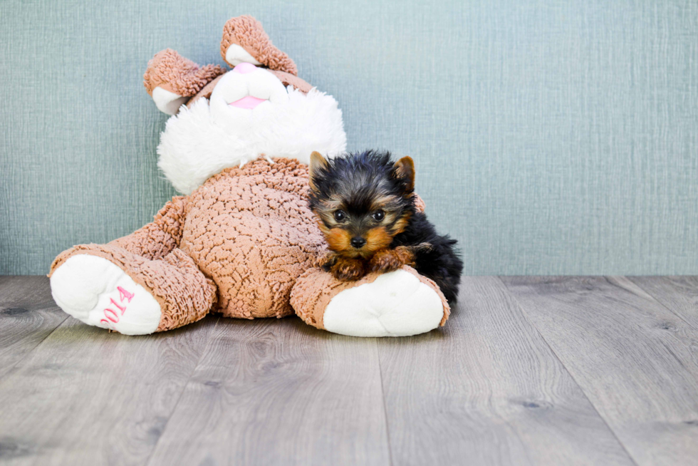 Meet Ronaldo - our Yorkshire Terrier Puppy Photo 