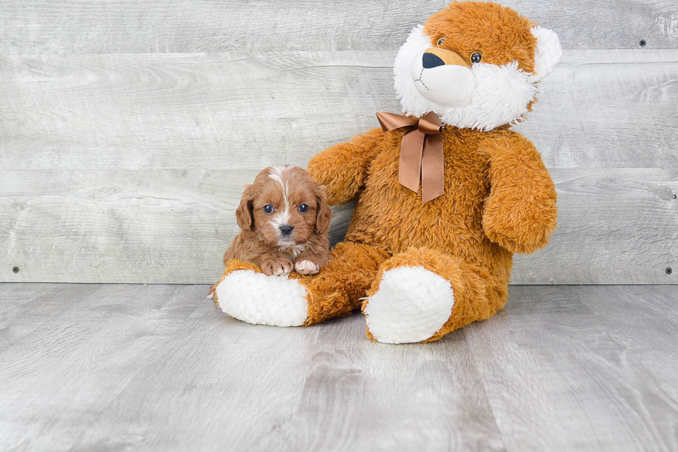 Cavapoo Pup Being Cute