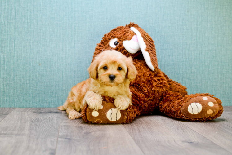 Cavapoo Pup Being Cute