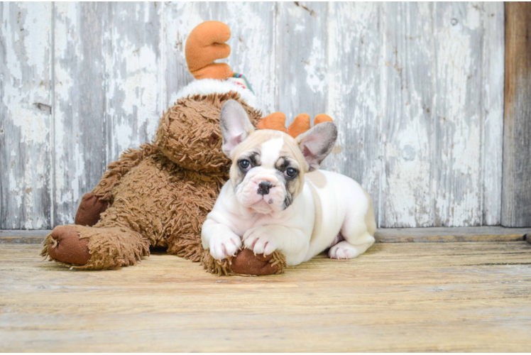 Playful French Bulldog Baby