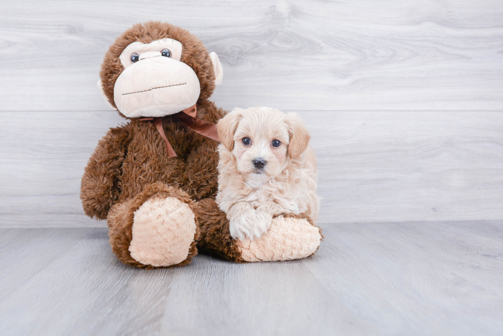 Maltipoo Pup Being Cute