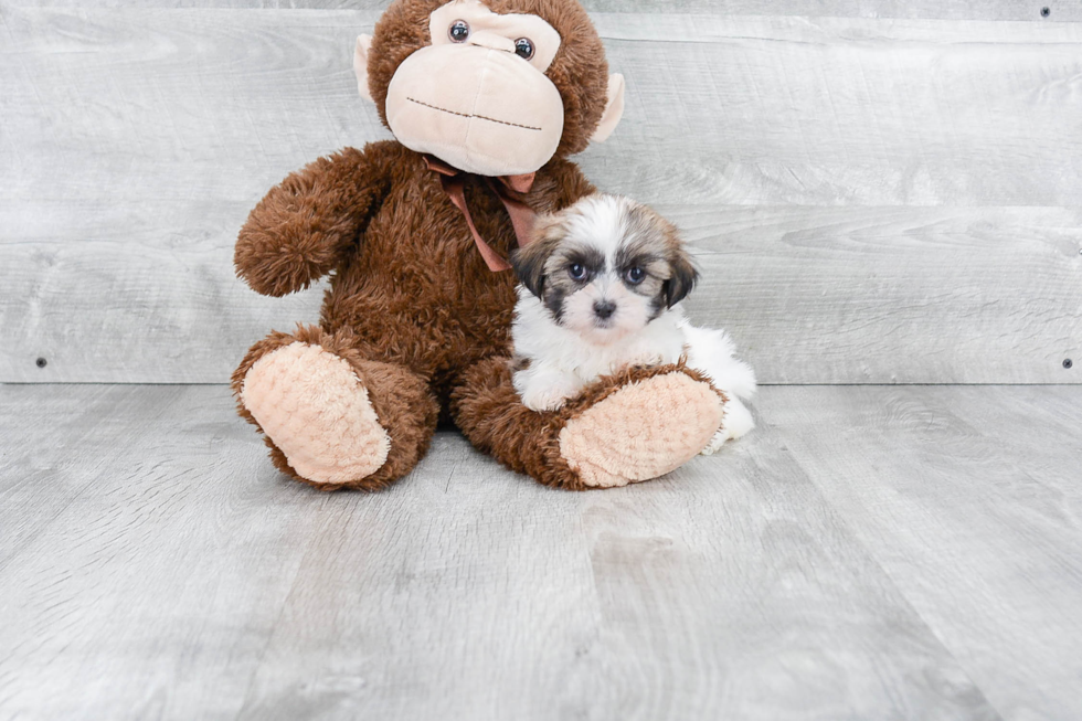 Teddy Bear Pup Being Cute