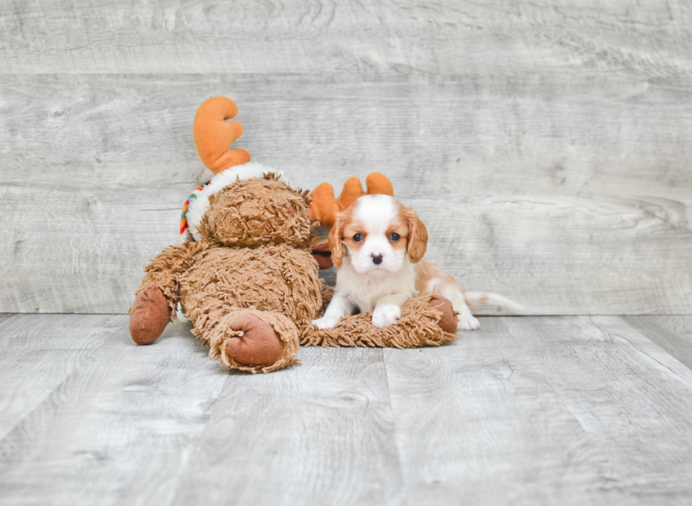 Popular Cavalier King Charles Spaniel Baby