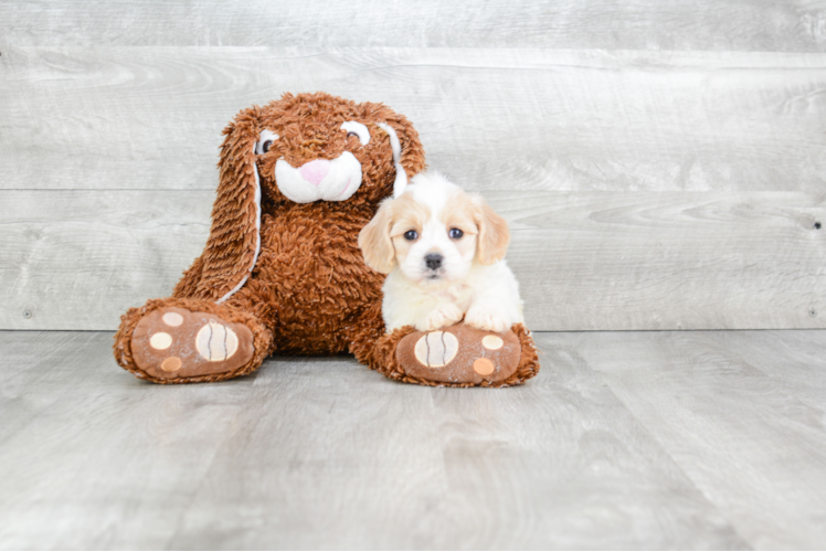 Cavachon Pup Being Cute