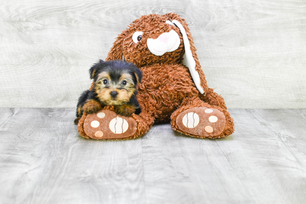 Meet Bella - our Yorkshire Terrier Puppy Photo 