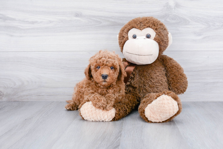 Petite Cavapoo Poodle Mix Pup